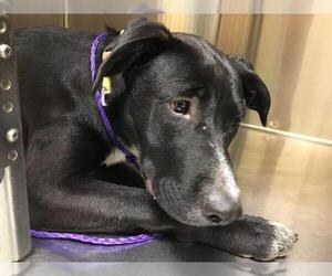 Labrador Retriever Dogs for adoption in Orange, CA, USA