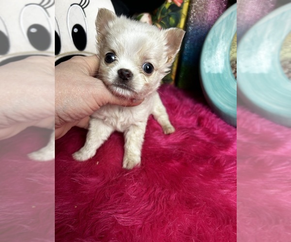 Medium Photo #3 Chihuahua Puppy For Sale in TRACY, CA, USA