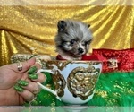 Small Photo #31 Pomeranian Puppy For Sale in HAYWARD, CA, USA