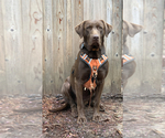 Small Photo #31 Labrador Retriever Puppy For Sale in ATHENS, GA, USA