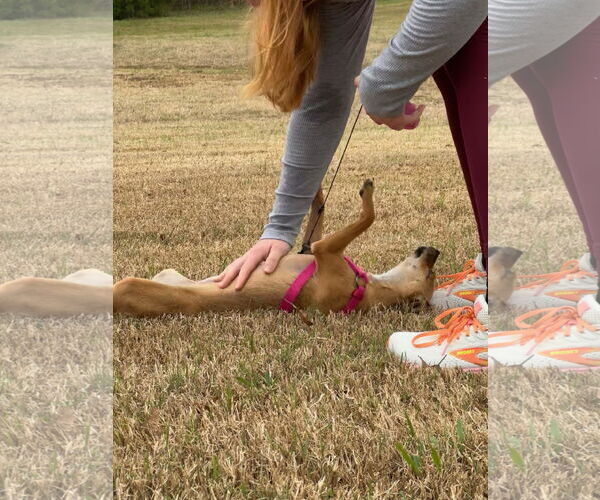 Medium Photo #3 Chiweenie Puppy For Sale in McKinney, TX, USA