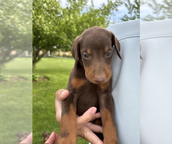 Medium Photo #4 Doberman Pinscher Puppy For Sale in BROOKFIELD, MO, USA