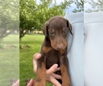 Small #3 Doberman Pinscher