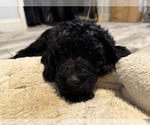 Small Photo #14 Goldendoodle Puppy For Sale in GIBSONTON, FL, USA