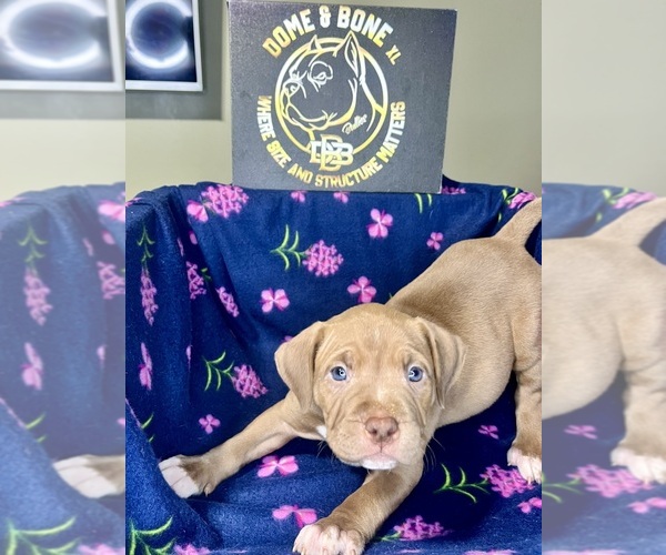 Medium Photo #1 American Bully Puppy For Sale in SNELLVILLE, GA, USA