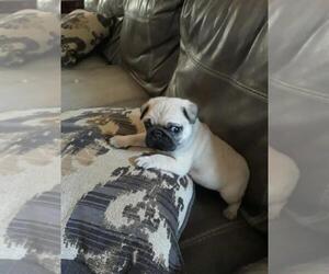 Pug Puppy for sale in BLYTHEWOOD, SC, USA