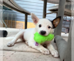 Small #3 Mutt