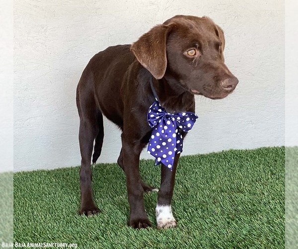 Medium Photo #7 Chocolate Labrador retriever-Weimaraner Mix Puppy For Sale in San Diego, CA, USA