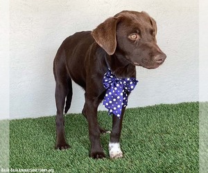 Sammi - Female Chocolate Labrador retriever-Weimaraner Mix Dog for Adoption - Photo #7