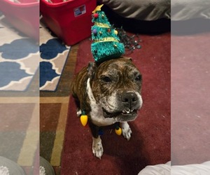 Boxer-Unknown Mix Dogs for adoption in The Woodlands, TX, USA