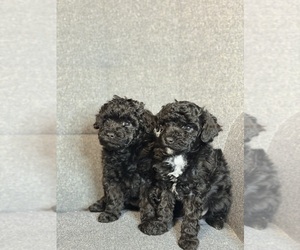 Poodle (Toy) Puppy for sale in CHESTERFIELD, VA, USA