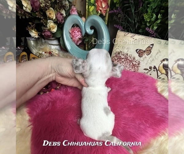 Medium Photo #3 Chihuahua Puppy For Sale in TRACY, CA, USA
