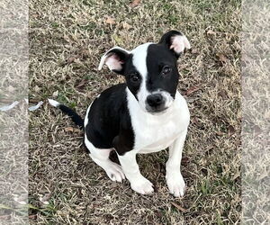 Mutt Dogs for adoption in Rockaway, NJ, USA