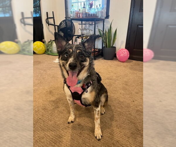 Medium Photo #1 Mutt Puppy For Sale in San Diego, CA, USA