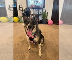 Small Mutt