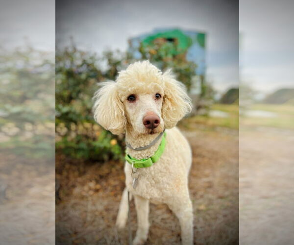 Medium Photo #3 Poodle (Standard) Puppy For Sale in Pacolet, SC, USA