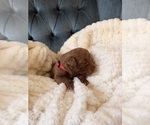 Puppy Red Collar Chesapeake Bay Retriever
