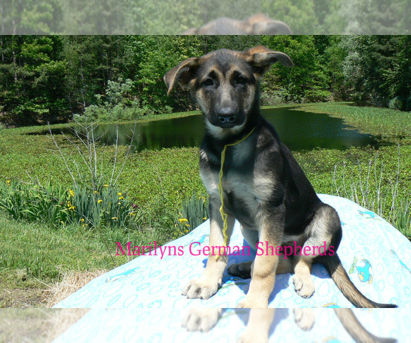 Medium Photo #6 German Shepherd Dog Puppy For Sale in PIEDMONT, MO, USA