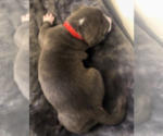 Small Photo #10 American Pit Bull Terrier Puppy For Sale in MOORESBURG, TN, USA