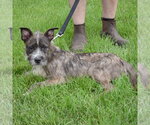 Small #2 Mutt