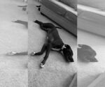Small #6 American Staffordshire Terrier Mix