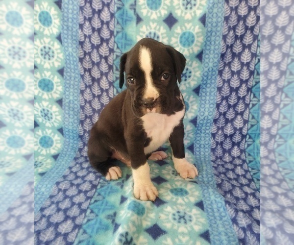 Medium Photo #3 Boxer Puppy For Sale in PINE CITY, MN, USA