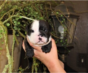 English Bulldog Puppy for sale in AUSTIN, CO, USA