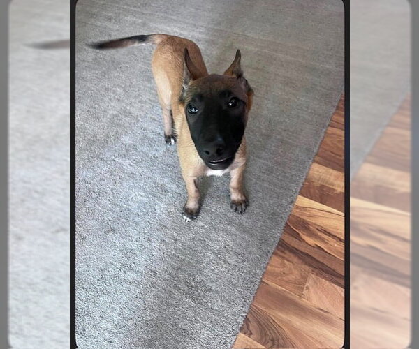 Medium Photo #6 Mutt Puppy For Sale in Imlay City, MI, USA