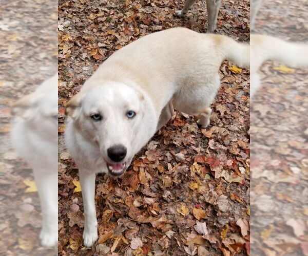 Medium Photo #6 Huskies -Unknown Mix Puppy For Sale in Severn, MD, USA