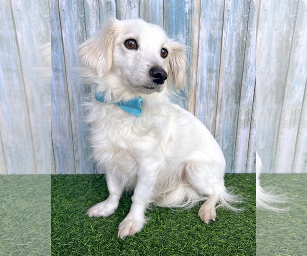 Medium Photo #1 Colonial Cocker Spaniel-Papillon Mix Puppy For Sale in Corona, CA, USA