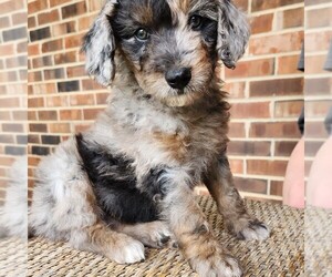 Aussiedoodle Miniature  Puppy for sale in COLUMBIA, TN, USA