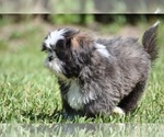 Small #3 Shih Tzu
