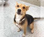 Small #1 German Shepherd Dog Mix