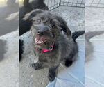 Small #4 Havanese Mix