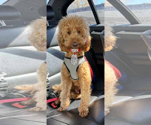 Medium Photo #1 Mutt Puppy For Sale in Valrico, FL, USA