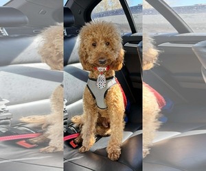 Mutt Dogs for adoption in Valrico, FL, USA