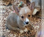 Puppy Drk blue collar Pembroke Welsh Corgi