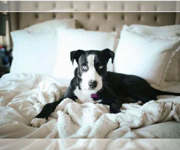 Medium Photo #5 American Staffordshire Terrier-Siberian Husky Mix Puppy For Sale in La Verne, CA, USA