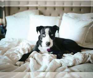 Blue - Female American Staffordshire Terrier-Siberian Husky Mix Dog for Adoption - Photo #5