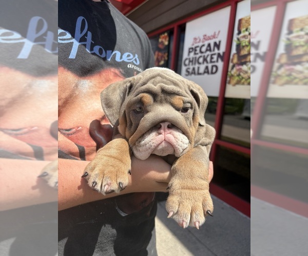 Medium Photo #3 English Bulldog Puppy For Sale in POTSDAM, NY, USA
