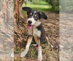 Sparkler Freedom - Female Labrador Retriever-Unknown Mix Dog for Adoption - Small photo