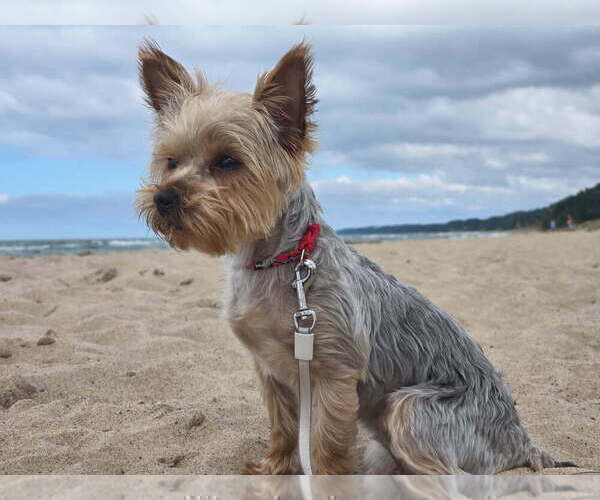 Medium Photo #1 Yorkshire Terrier Puppy For Sale in NILES, MI, USA