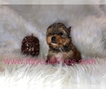 Small Photo #32 Yorkshire Terrier Puppy For Sale in HAYWARD, CA, USA