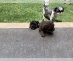 Small Photo #8 Shorkie Tzu Puppy For Sale in EDMOND, OK, USA