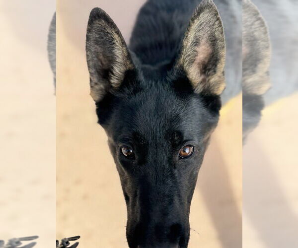 Medium Photo #2 German Shepherd Dog Puppy For Sale in W Hollywood, CA, USA