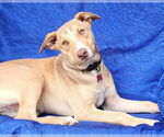 Small #2 Greyhound-Labrador Retriever Mix