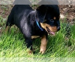 Small #12 Rottweiler