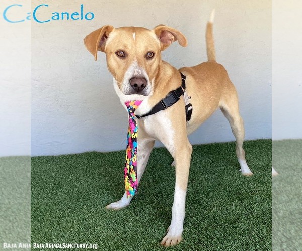 Medium Photo #1 Carolina Dog-Unknown Mix Puppy For Sale in San Diego, CA, USA