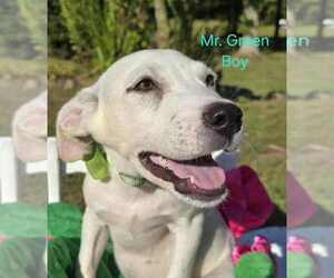 Golden Labrador Dogs for adoption in SHERBURNE, NY, USA