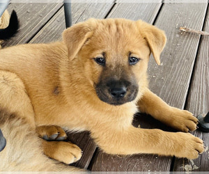 Chow Chow-German Shepherd Dog Mix Puppy for sale in LAMBERTVILLE, MI, USA